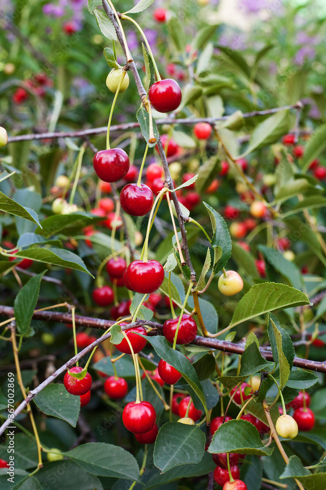 Red ripe garden cherry on tree branches surrounded by green foliage. For book, poster, postcard, calendar, background.