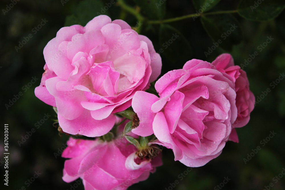A magical inflorescence of delicate roses looks into our eyes A magical inflorescence of delicate roses looks into our eyes