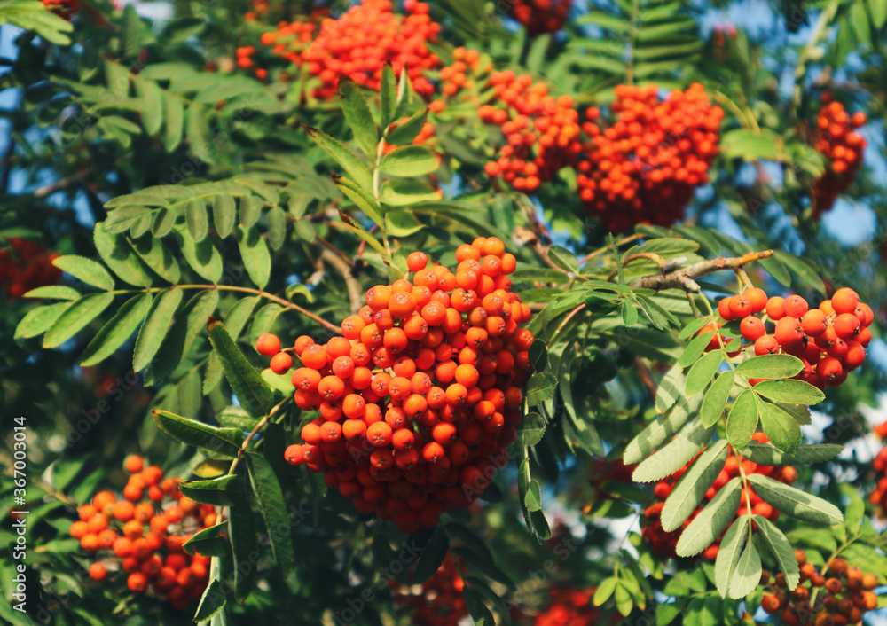 Numerous, intensely orange clusters of rowan fruits in a natural environment, among green leaves, on a tree Numerous, intensely orange clusters of rowan fruits in a natural environment, among green leaves, on a tree