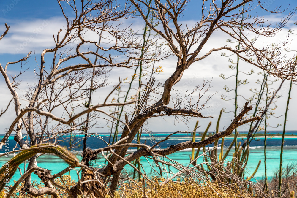 Saint Vincent and the Grenadines, Tobago Cays Saint Vincent and the Grenadines, Tobago Cays