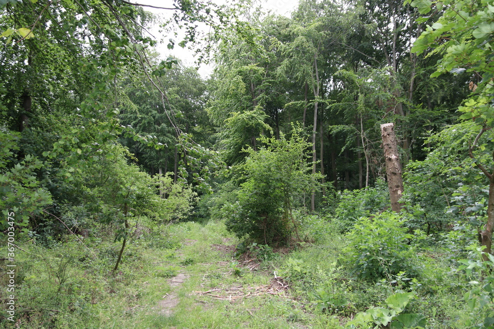 Forest Forest