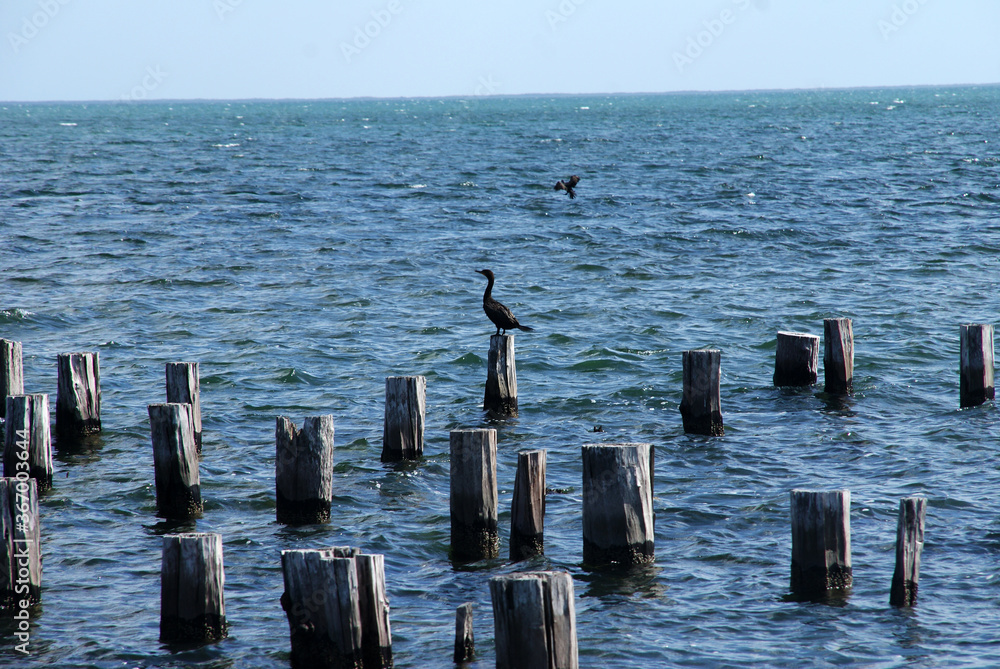 a bird on a wooden pole in the sea looks at the passing boats