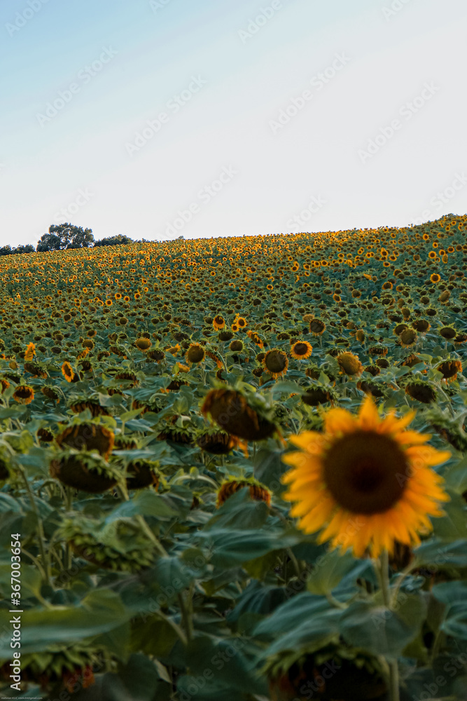 Obraz premium Sunset sunlight on Sunflower Thrace Turkey Europe