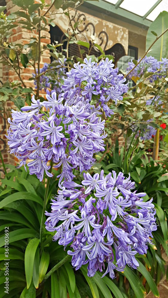 Naklejka premium 아가판투스 꽃 