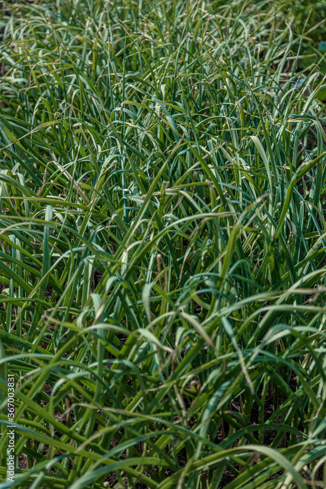 Obraz premium Onion beds in the garden. Gardening concept, natur product without pesticides