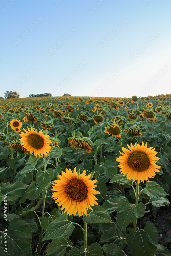 Fototapeta premium Sunset sunlight on Sunflower Thrace Turkey Europe