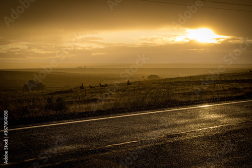 Oregon road side cloudy rainstorm at sunset © Isidro