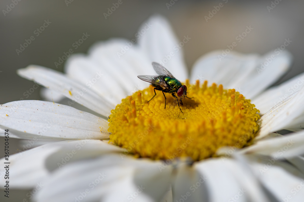 Fototapeta premium Flower