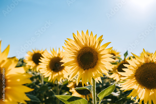 Sunflower field with blue sky on daytime  agriculture plantation in countryside. 