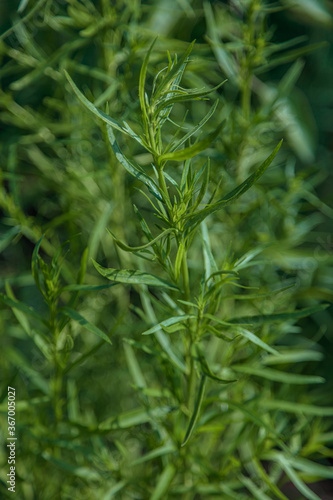 Tarragon in the garden Close-up concept of gardening, natur product without pesticides
