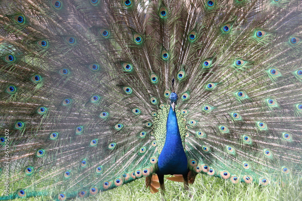 Obraz premium peacock