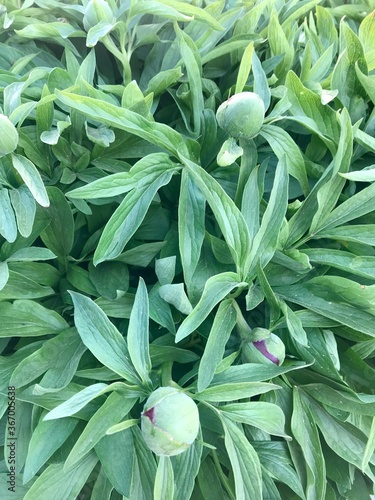 Closeup of the buds of pink perennial peony flowers with their fresh green leaves and stems before their blossoming in late April / Early May in a backyard in Europe photo