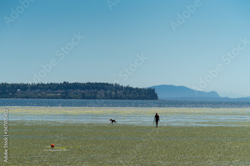 Photo Man and dog enjoy low tide
