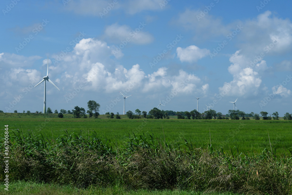 Fototapeta premium Ostfriesische Landschaft mit Schilfgras und Getreidefeld und Windrädern und starker Bewölkung Nähe Carolinensiel in Niedersachsen - Stockfoto