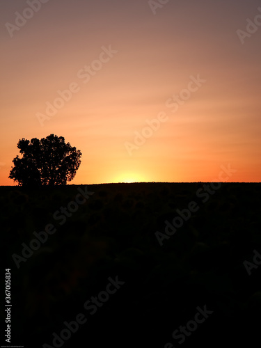 Sunset sunlight on Sunflower Thrace Turkey Europe