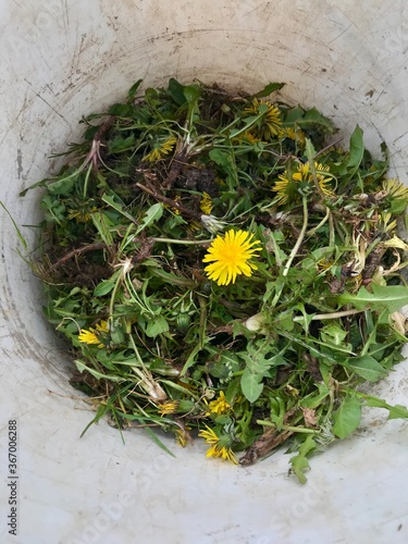 Garden maintenance: Pulling out weeds, especially yellow blooming dandelion removal including their roots during spring time as part of an organic lawn care