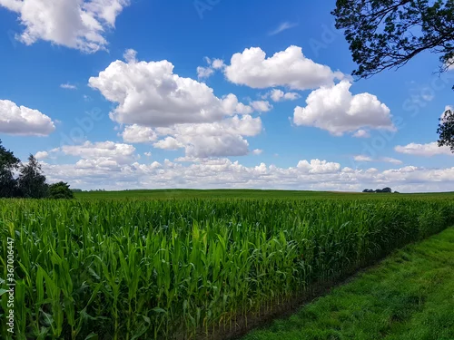 Obraz Pole dojrzewającej kukurydzy i błękitne niebo