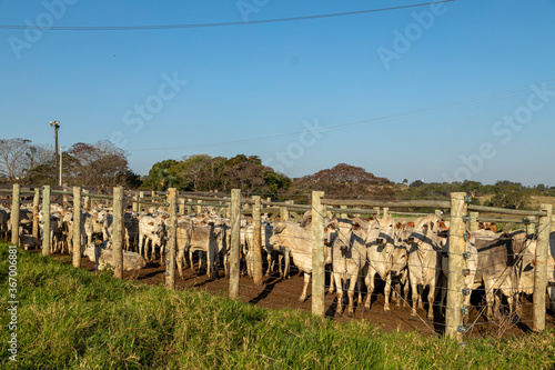 Livestock in confinement, oxen, cows, sunny day photo
