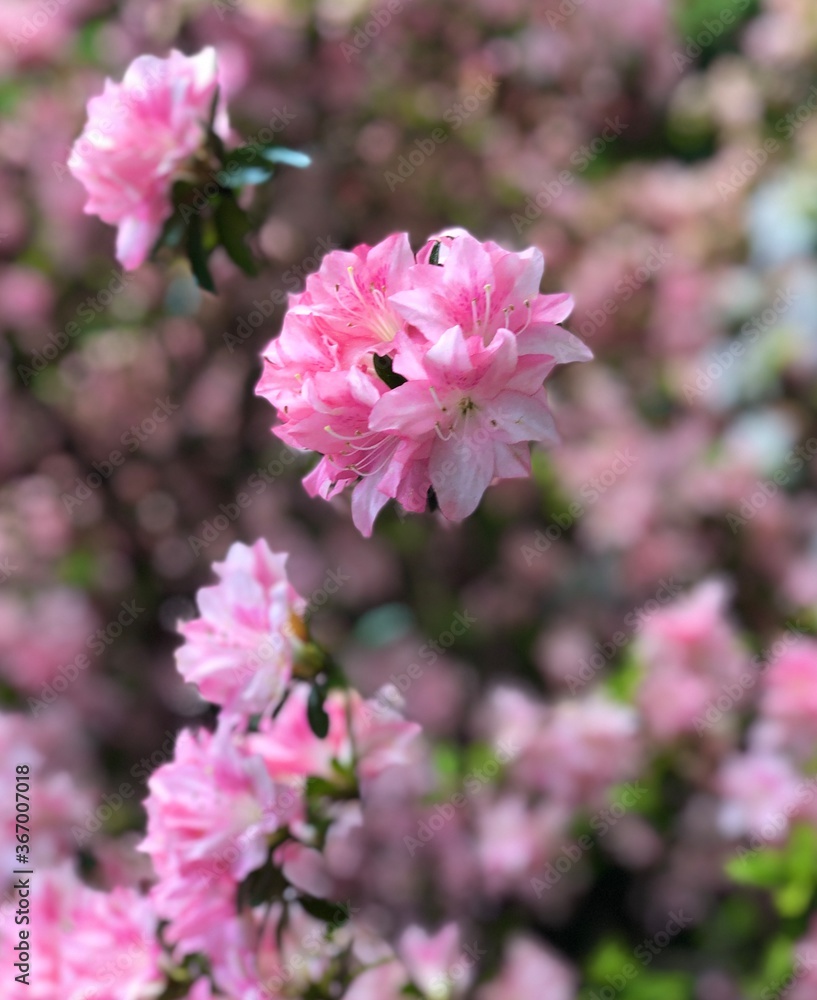 Pink Rhododendrons Pink Rhododendrons