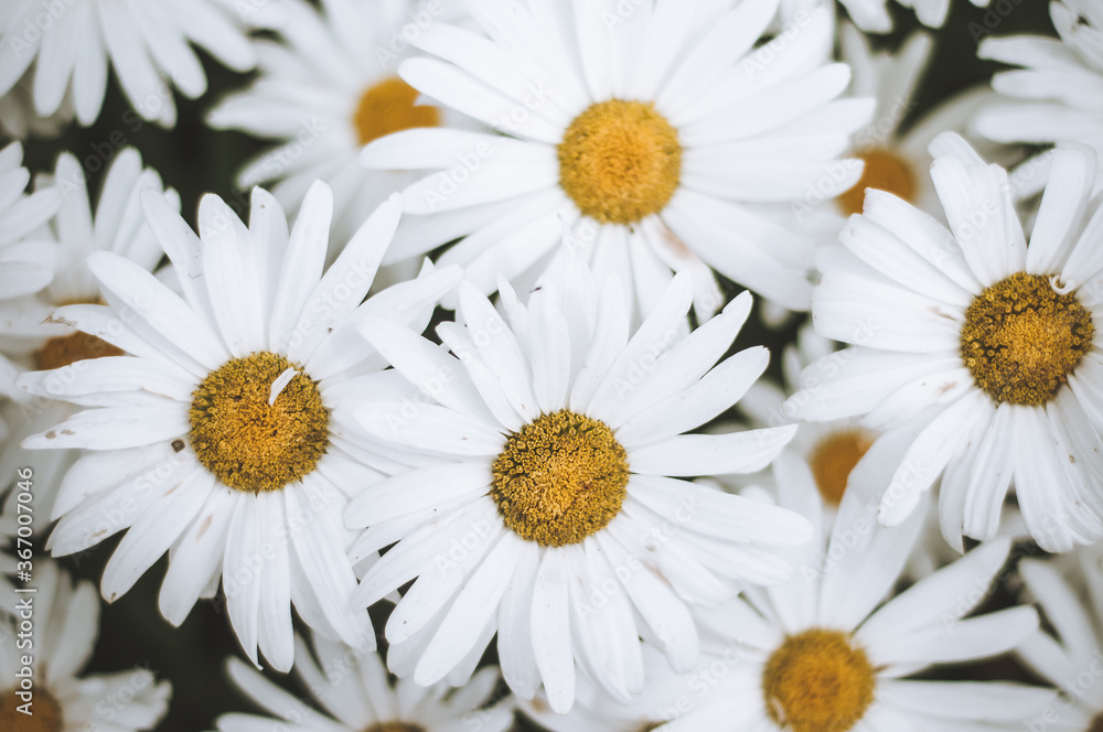 Fototapeta premium White chamomiles. Wild daisies flowers for natural gardening, springtime and sustainable environment
