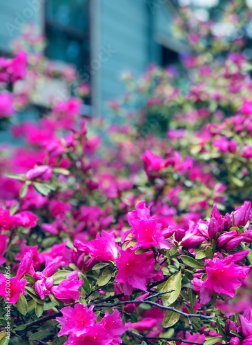 Wallpaper Mural Pink Azaleas Against Blue House Torontodigital.ca