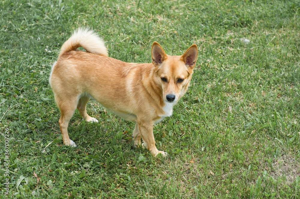 red dog on a background of green grass