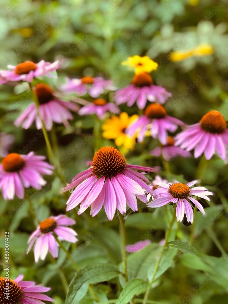 Obraz premium Wildflowers