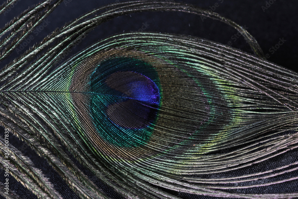 Fototapeta premium Close-up feather bird peacock background