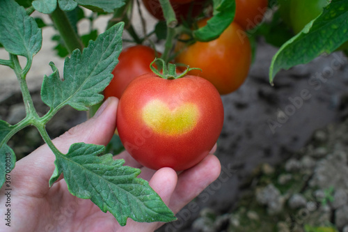 An unusual tomato is lying in the palm of your hand, the picture was taken in a greenhouse