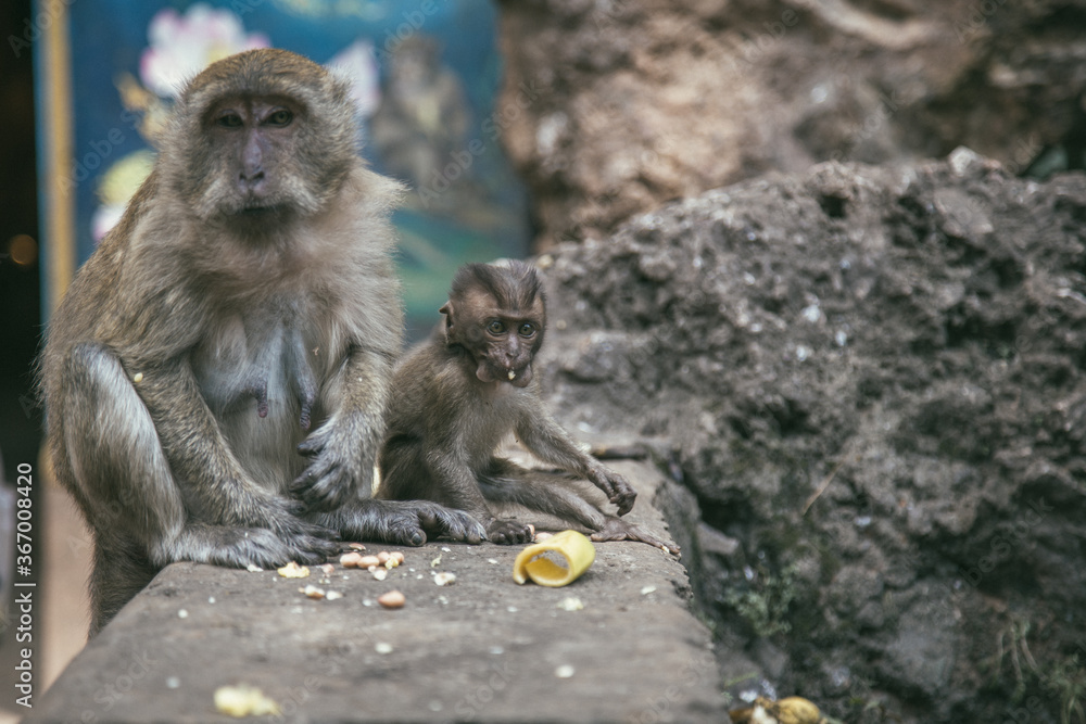 Wild monkeys in Asia near attractions in anticipation of tourists. Feeding the monkeys. Temple of the Monkeys. Monkey eats banana.
Image with selective focus. Wild monkeys in Asia near attractions in anticipation of tourists. Feeding the monkeys. Temple of the Monkeys. Monkey eats banana.
Image with selective focus.