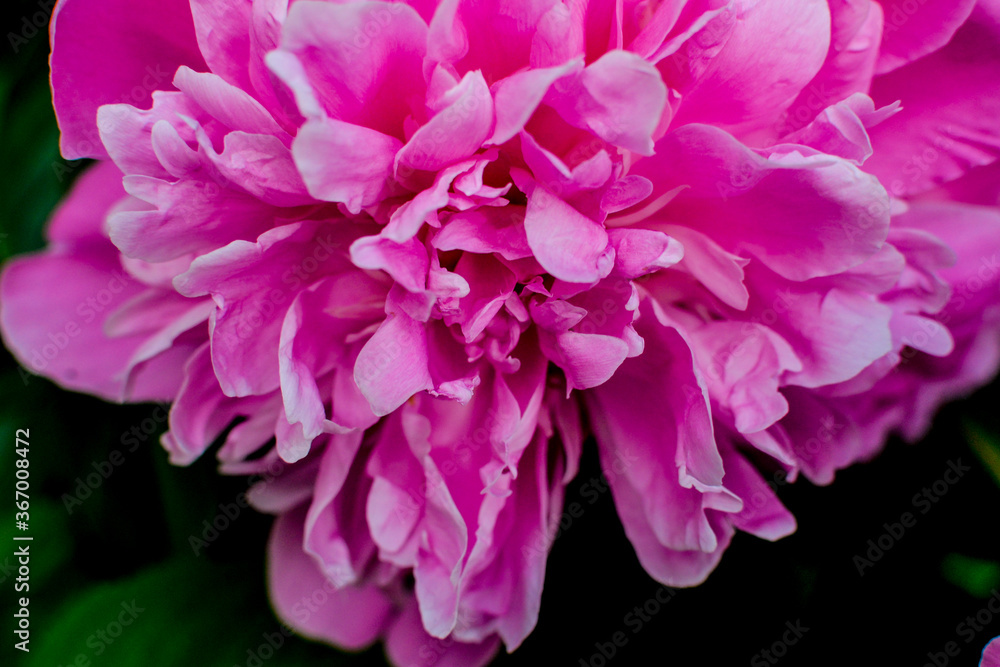 Macro of a bright pink peony on a background of foliage