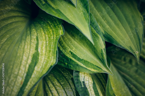 Hosta foliage background. Wallpaper with green plant leaves