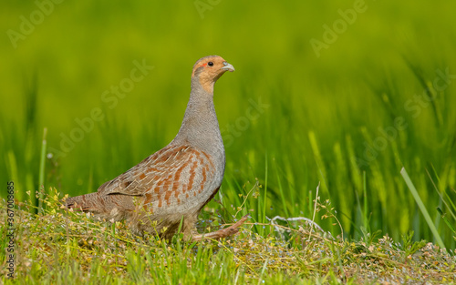 Perdix perdix