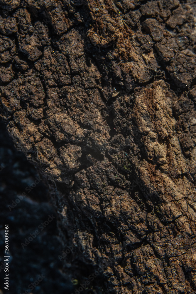 Bark on a tree with fungal growth like the surface of the moon in craters for backgrounds Bark on a tree with fungal growth like the surface of the moon in craters for backgrounds