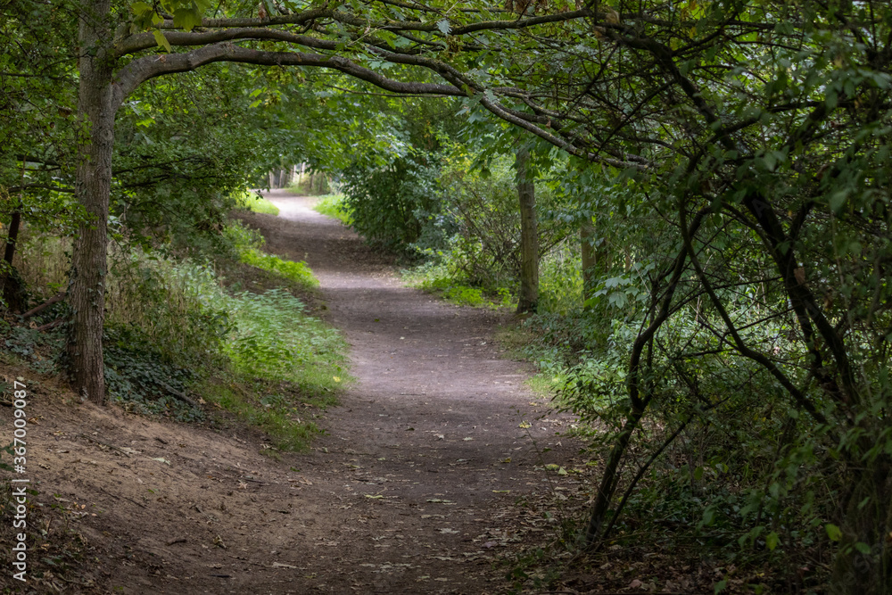 a fairy tale-like path in a forest a fairy tale-like path in a forest