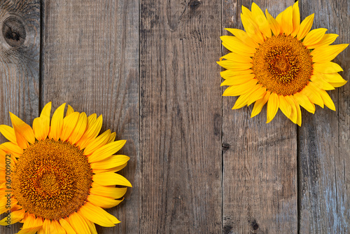 Sunflower on a wooden background.