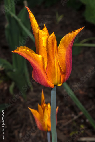 Tulipa Flower (Tulipa triumph 'Ballerina') photo