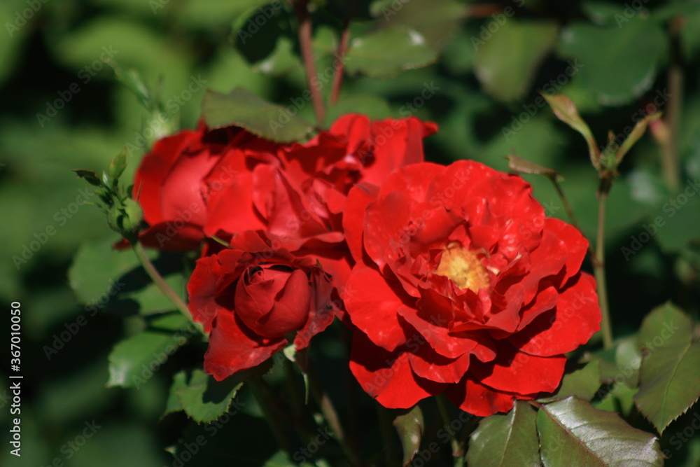 Close up of a scarlet floribunda roses on blurred garden background under sunshine. Selective focus and blurred background. Close up of a scarlet floribunda roses on blurred garden background under sunshine. Selective focus and blurred background.