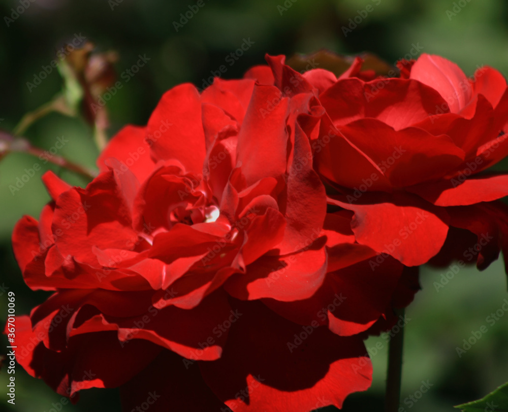 Close up of a scarlet floribunda roses on blurred garden background under sunshine. Selective focus and blurred background.