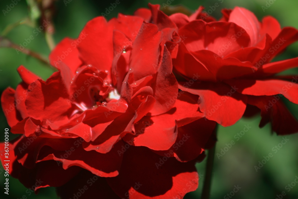 Close up of a scarlet floribunda roses on blurred garden background under sunshine. Selective focus and blurred background. Close up of a scarlet floribunda roses on blurred garden background under sunshine. Selective focus and blurred background.