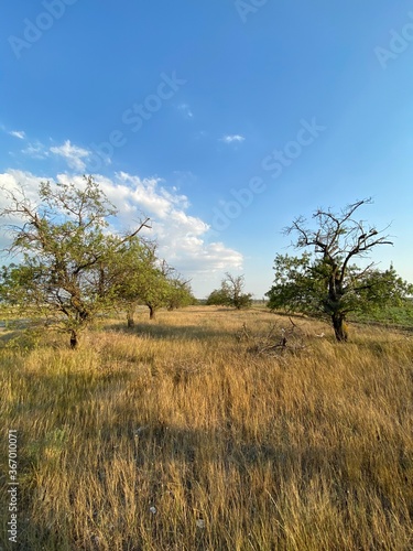 trees in the field