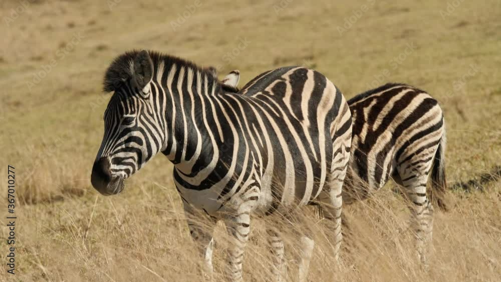 Plains Zebra in Natural Habitat, South Africa Plains Zebra in Natural Habitat, South Africa