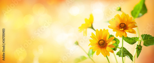 Beautiful yellow flowers on blurred background with bokeh and copy space. Aut...
