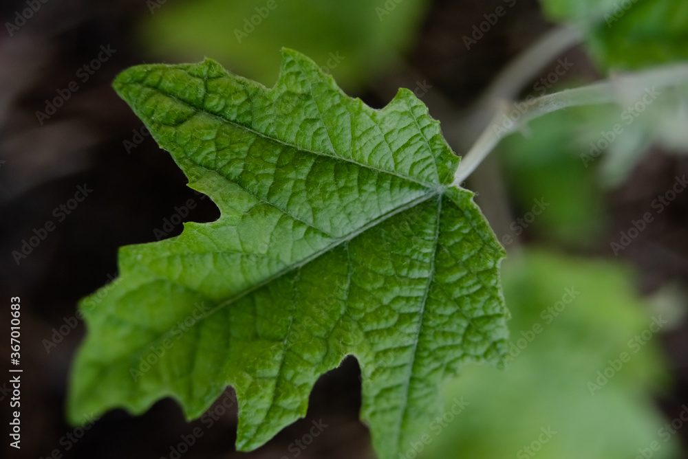 Young succulent and green leaves on a tree sapling sprouting from the ground Young succulent and green leaves on a tree sapling sprouting from the ground