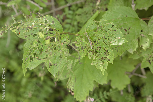 Cucumber leaves affected by the disease Spiderweb mite