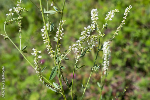 In summer, the white Donnik (lat.Melilótus álbus), a wonderful honey plant, blossomed in the meadow.