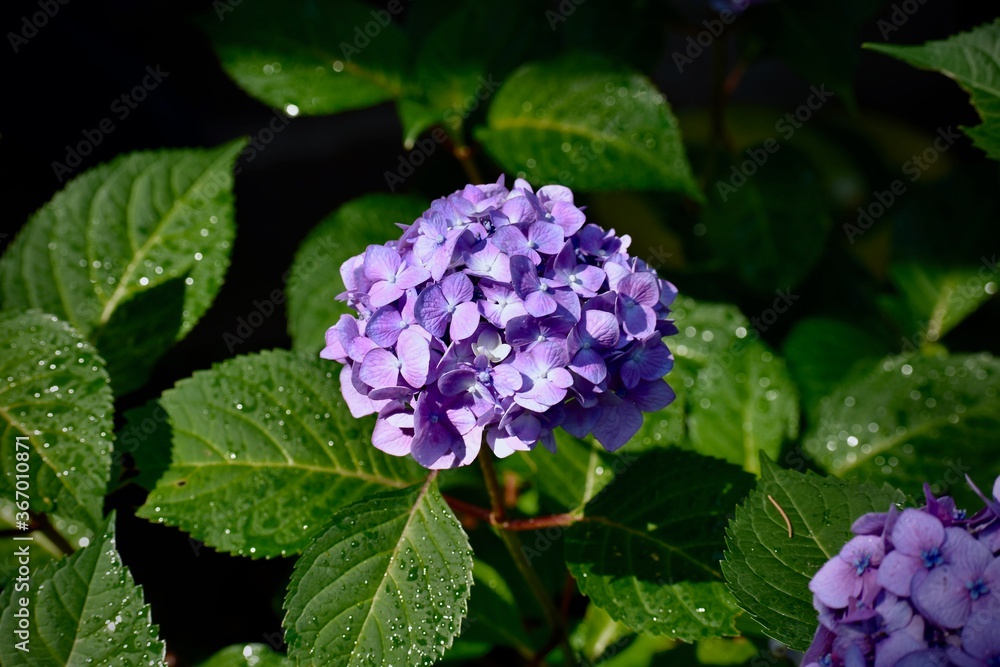 Purple Flower In Wet Leaves