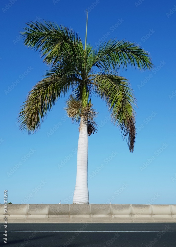 palm trees on a island