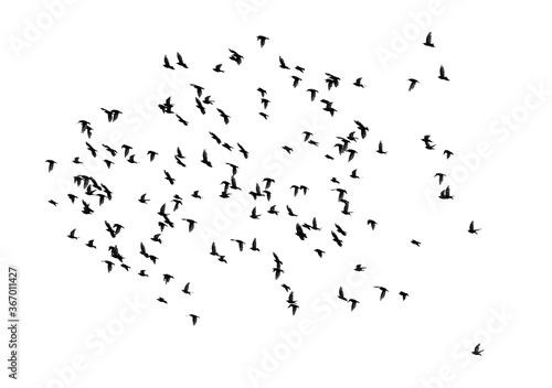 Large flock of birds isolated on white background