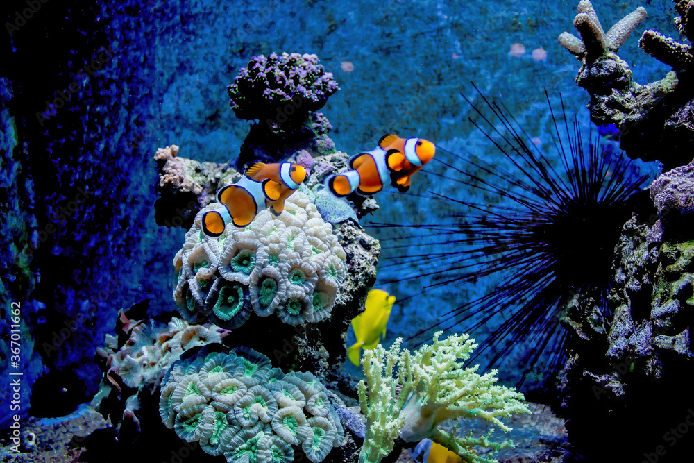 Malaga, Spain: Underwater ocean life with colorful fish in andalusia